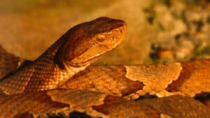 How To Get Rid Of Copperhead Snakes In Your Yard