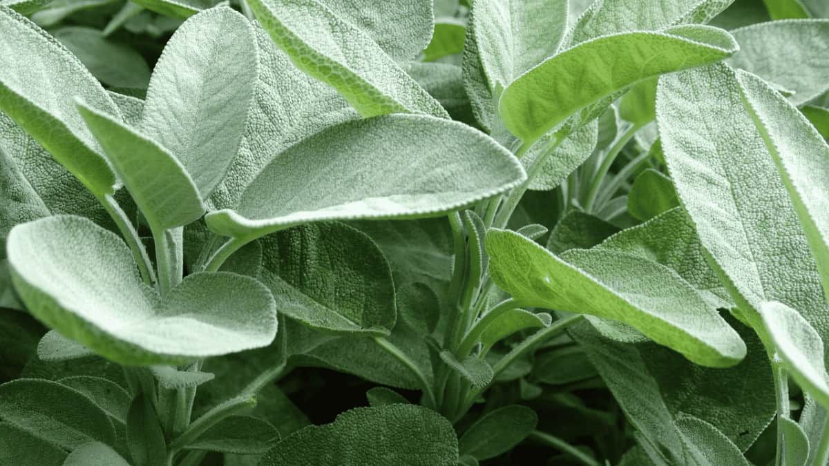 12 Best Sage Companion Plants And 3 NOT To Plant