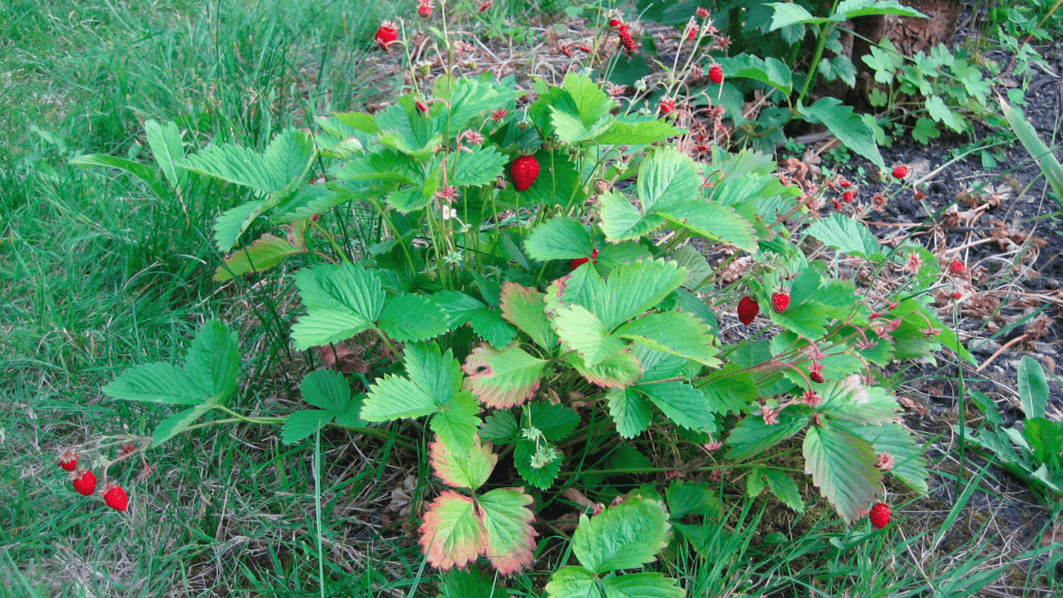28 Best Strawberry Companion Plants And 10 You Must Avoid