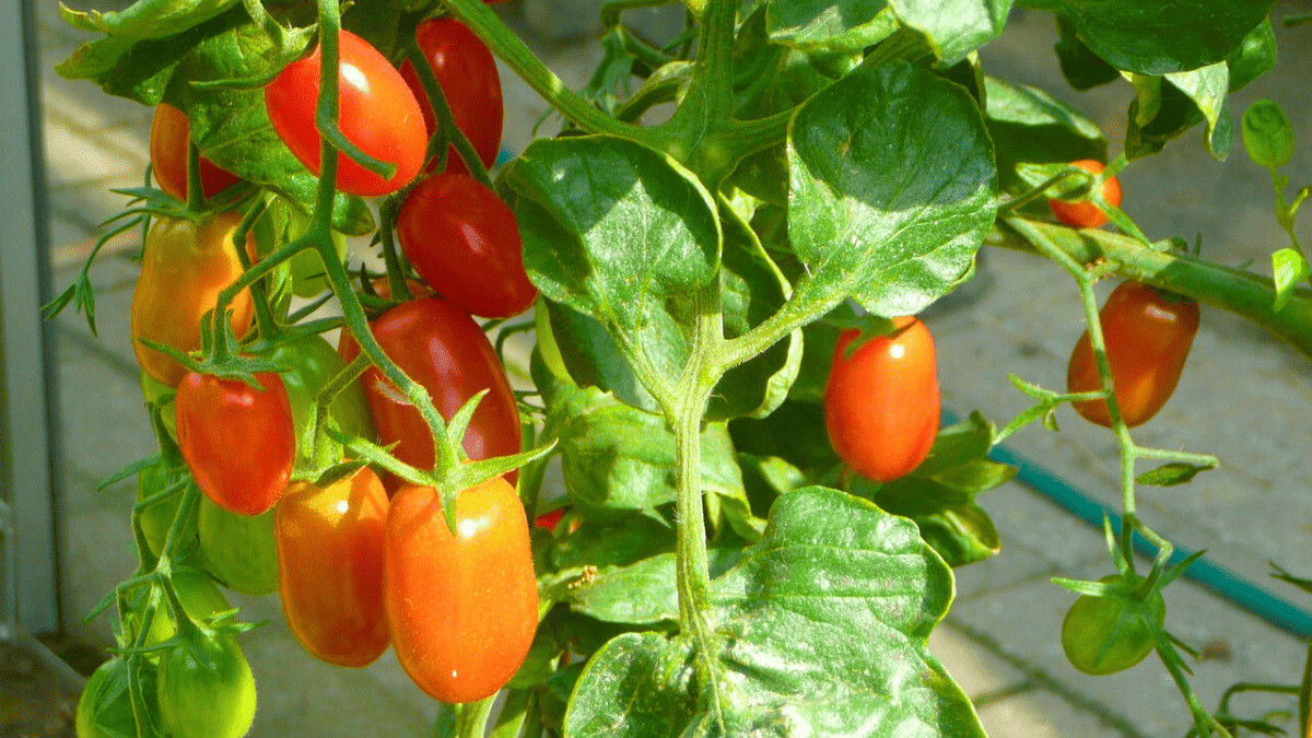 18 Best Tomato Companion Plants (And 7 To Avoid)