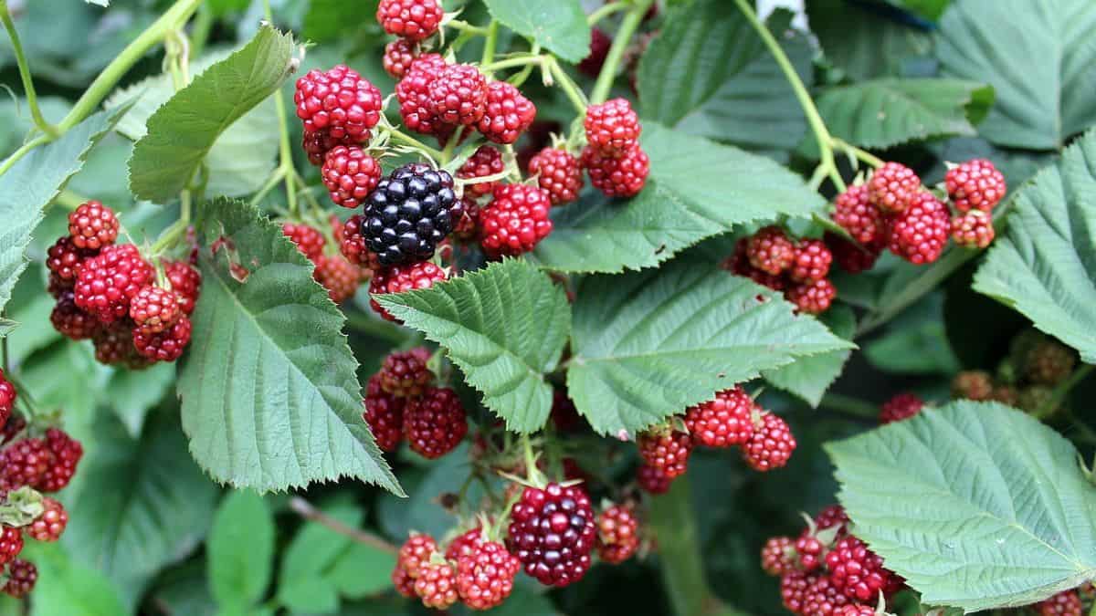 18 Best Blackberry Companion Plants (And 3 To Avoid)